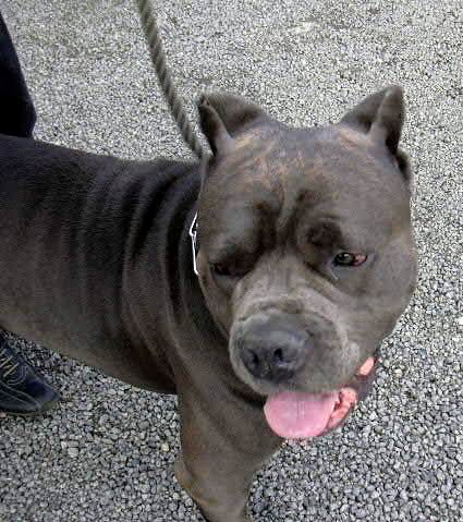 Bullit 0302