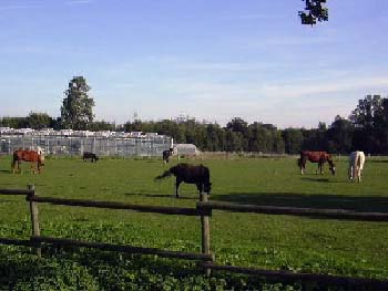 Die Pferde
