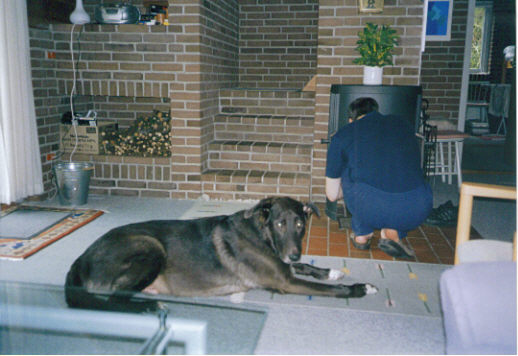 Hund