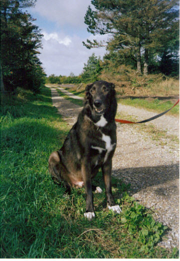 Hund1