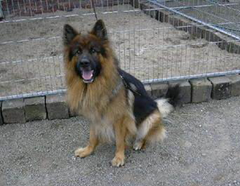 Buddy1
