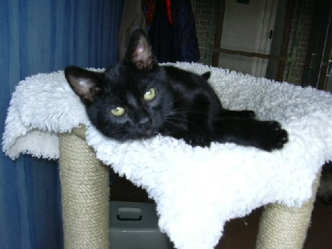 bandit2