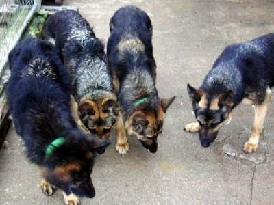 Bild 3:  Beverly-Funny 3J-Mausi-Kathy 3J