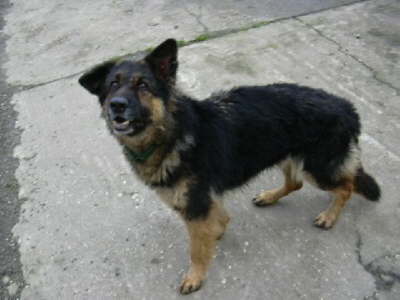 Bild 2:  Beverly 9Jahre