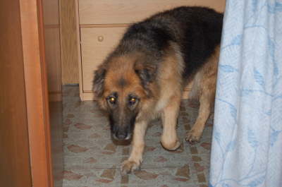 Briska1