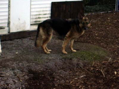 DSH070
