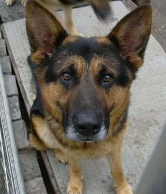 Bild 9:  Ebbo 3Jahre