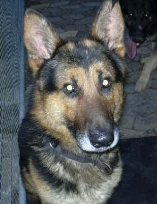 Bild 5:  Georgy 3Jahre