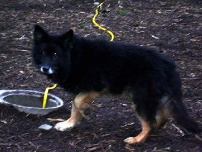 Bild 4:  Humphry 14Jahre