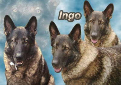 Ingo-collage