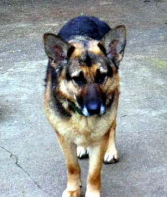 Bild 1:  Mausi 3Jahre