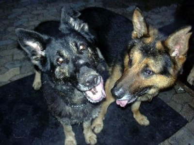 Bild 7:  Roxy und Georgy