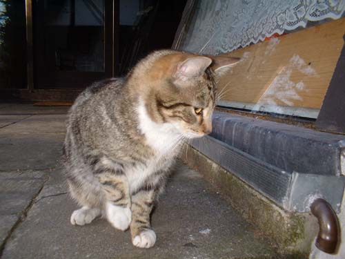 katze1