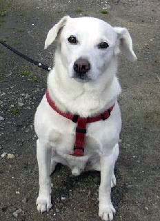 pongo1